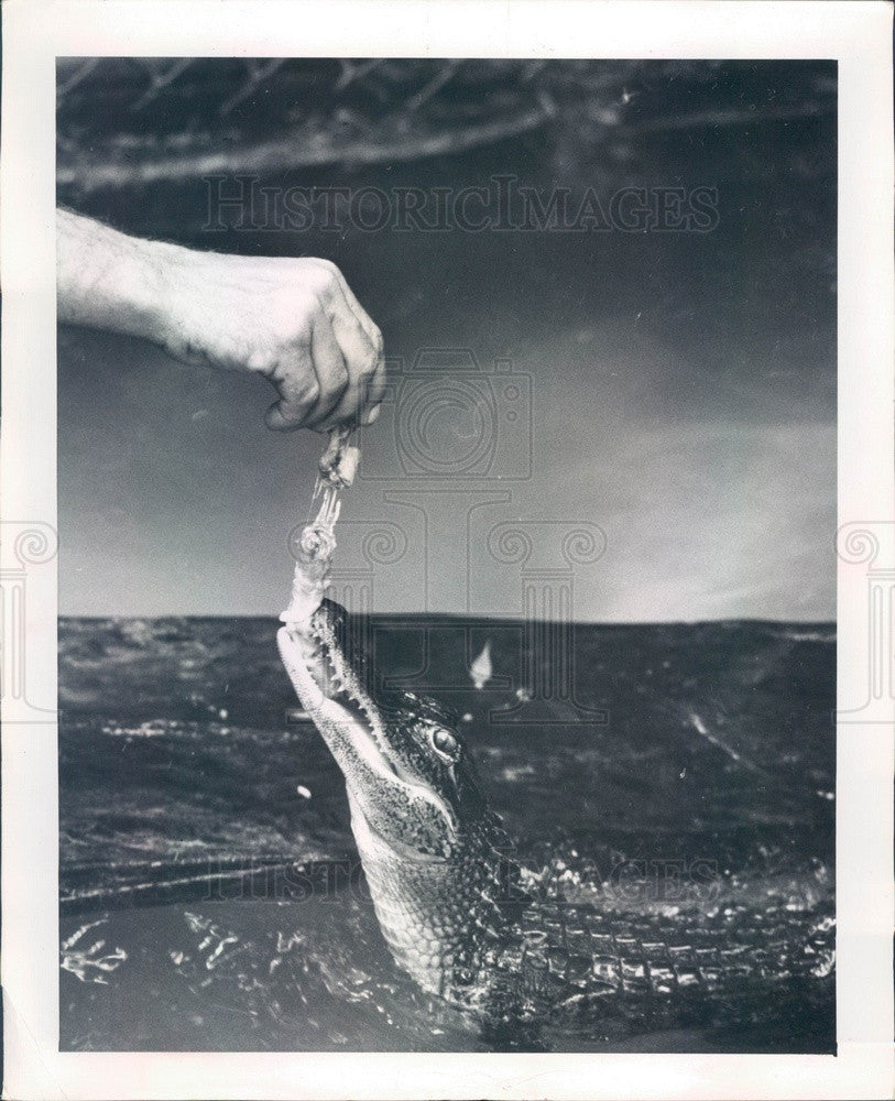 1964 St Petersburg, Florida Mirror Lake Alligator Press Photo - Historic Images