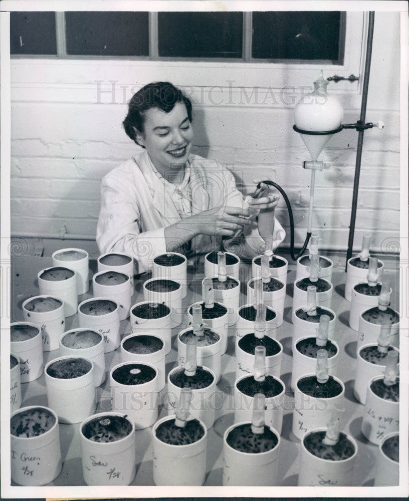 1951 Fly Farm, Feeding Flies in Their Ice Cream Container Homes Press Photo - Historic Images