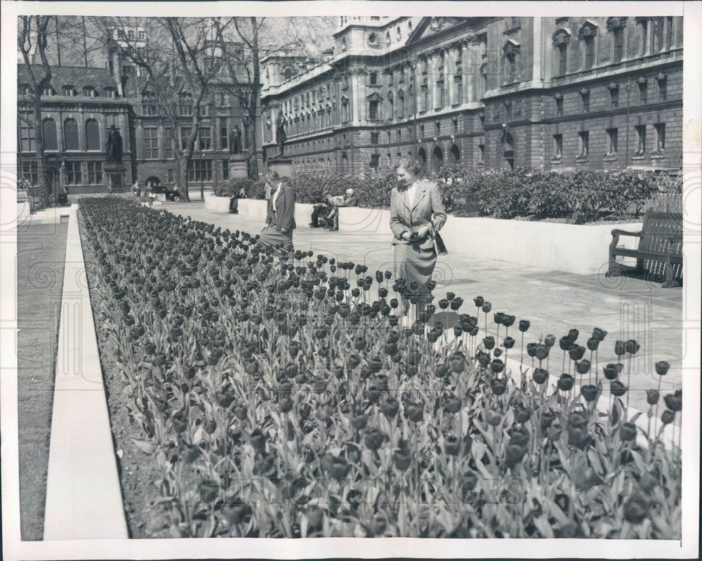 1955 London, England Parliament Square &amp; Houses of Parliament Press Photo - Historic Images