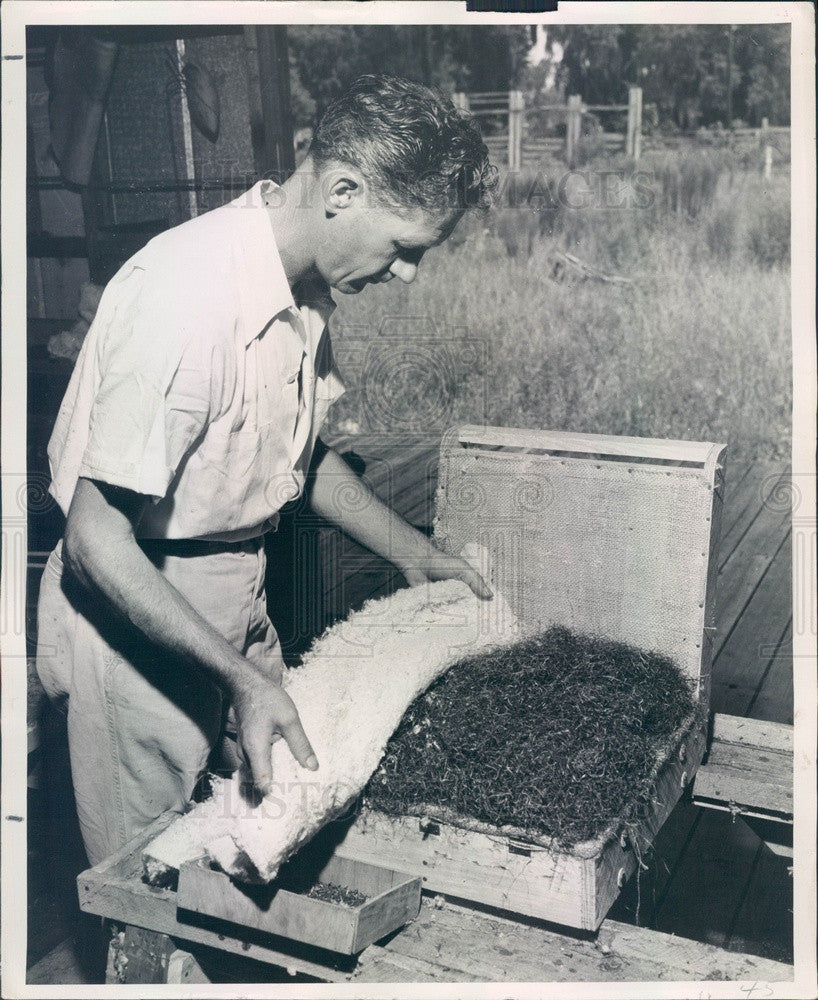 1947 Processed Moss Used In Upholstered Furniture Press Photo - Historic Images