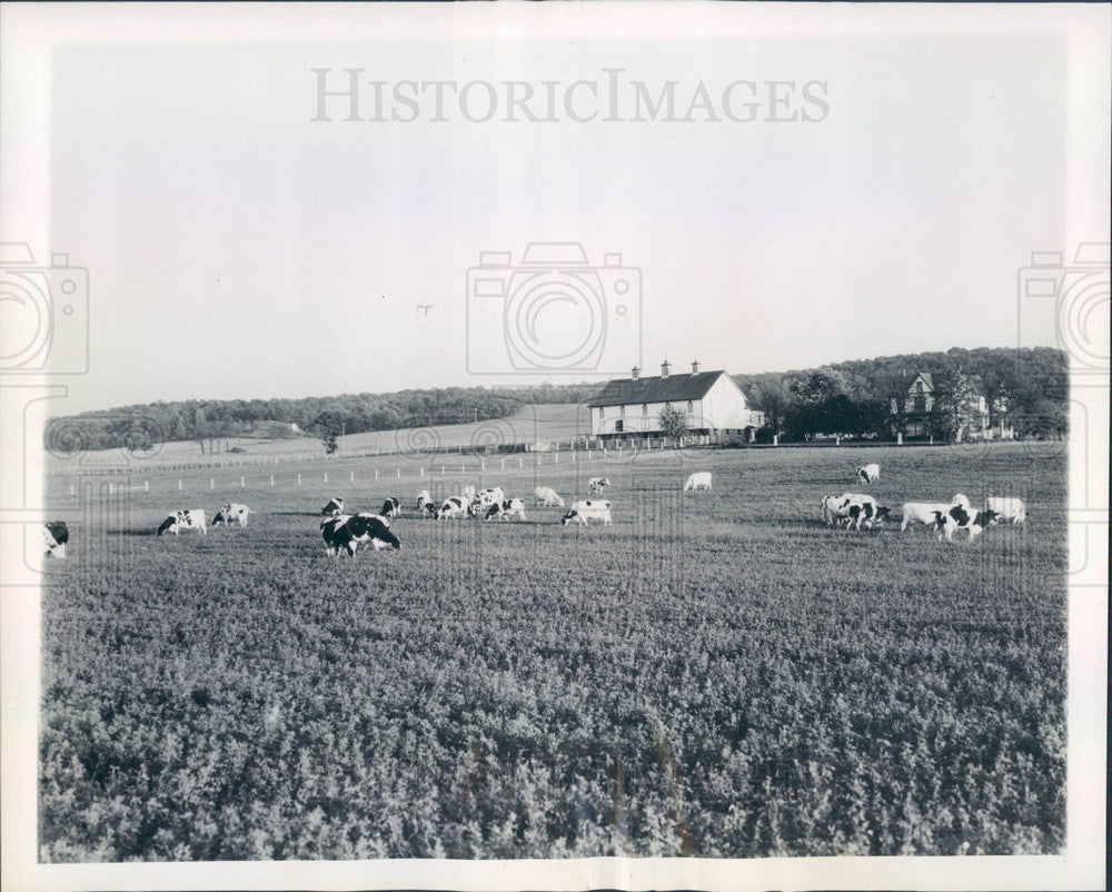 1946 Hershey, Pennsylvania Hershey Farms, Holstein Cattle Press Photo - Historic Images