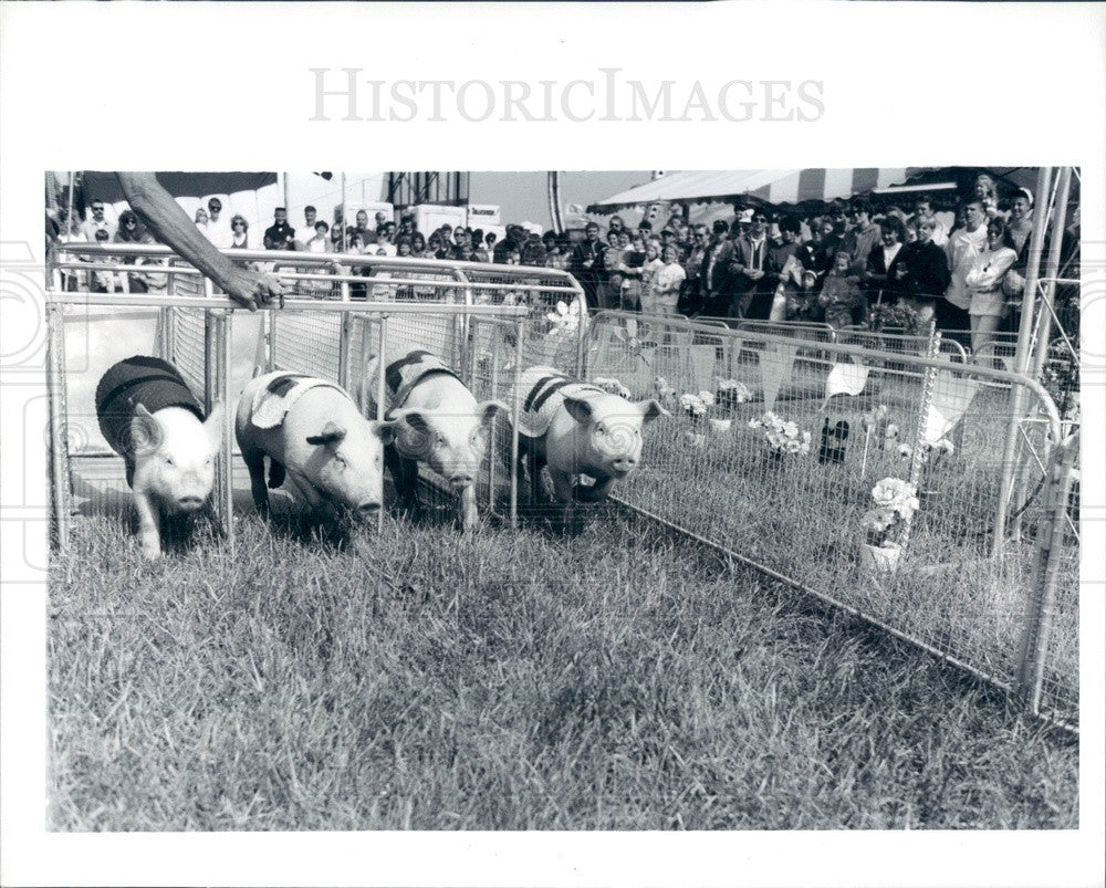 1992 Detroit, Michigan Racing Pigs at Livonia Free Fair Press Photo - Historic Images