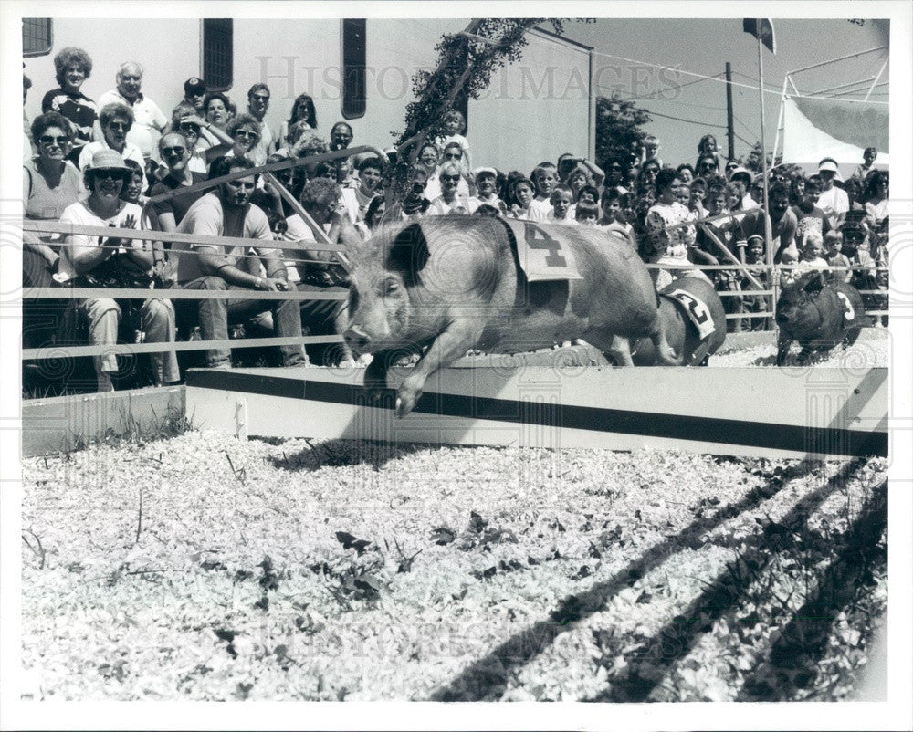 1989 Detroit, Michigan Kowalski Racing Pigs at Michigan State Fair Press Photo - Historic Images