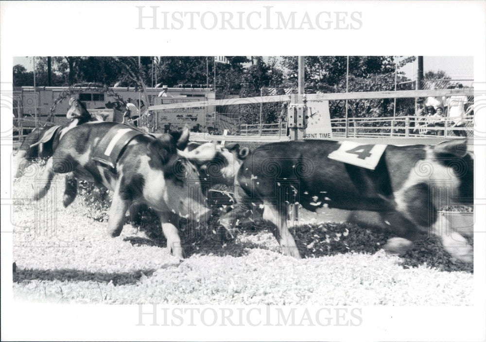 1989 Detroit, Michigan Kowalski Racing Pigs at Michigan State Fair Press Photo - Historic Images