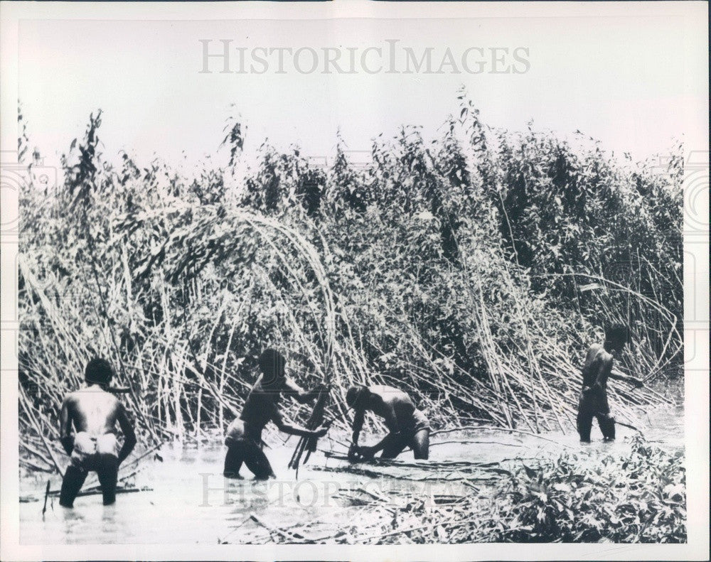 1958 Dacca, Pakistan, Jute Field Workers Press Photo - Historic Images