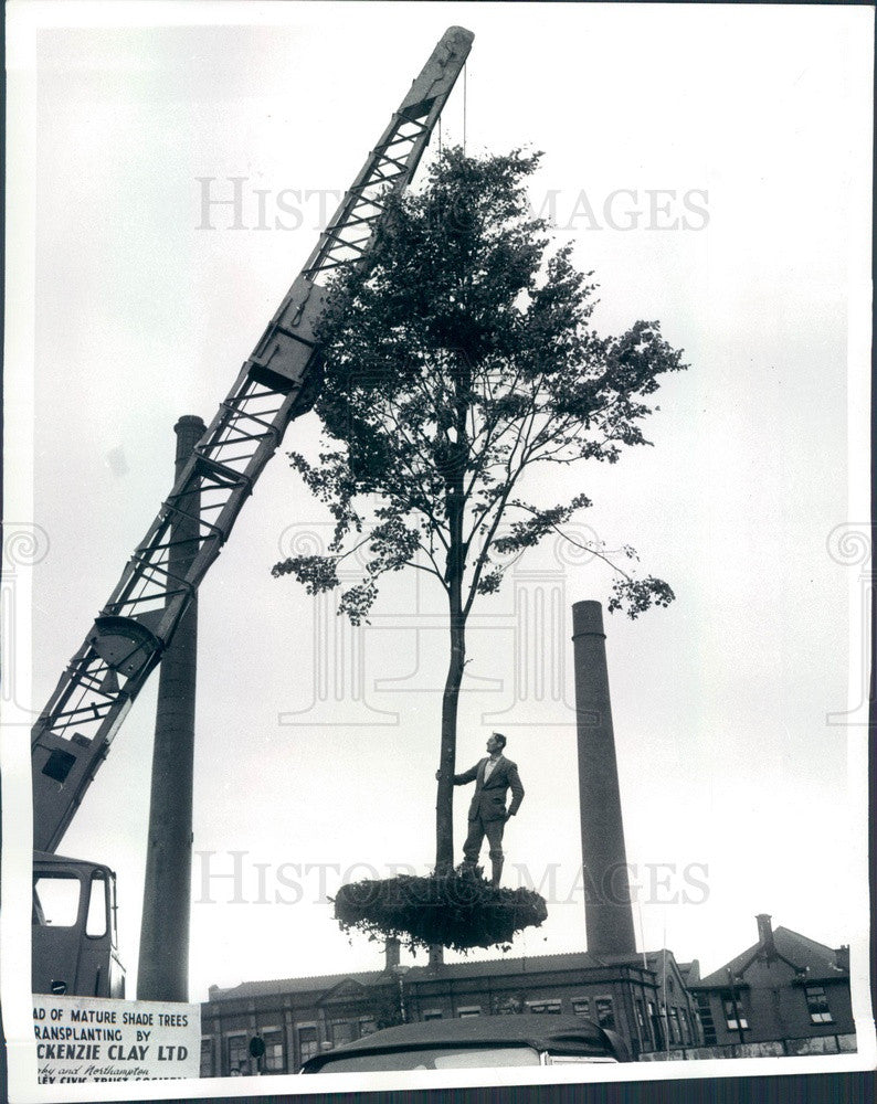 1964 Burnley, England Man Takes Ride on Transplanted Tree Press Photo - Historic Images