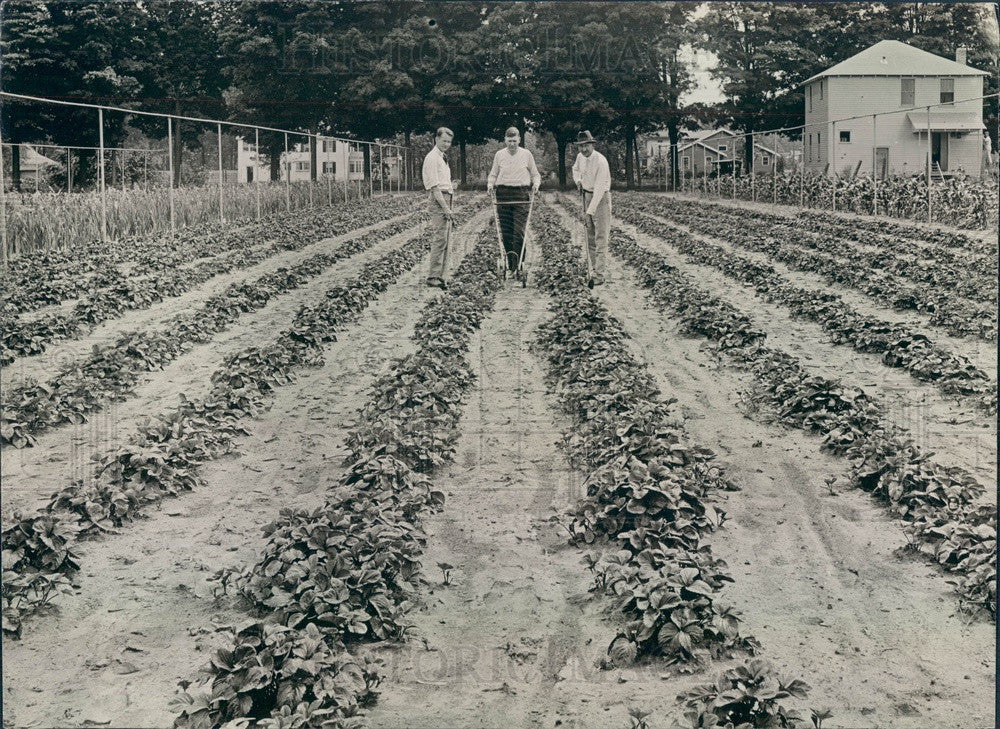 1925 Kellogg Farms Rockhill $50,000 Experimental Strawberry Press Photo - Historic Images