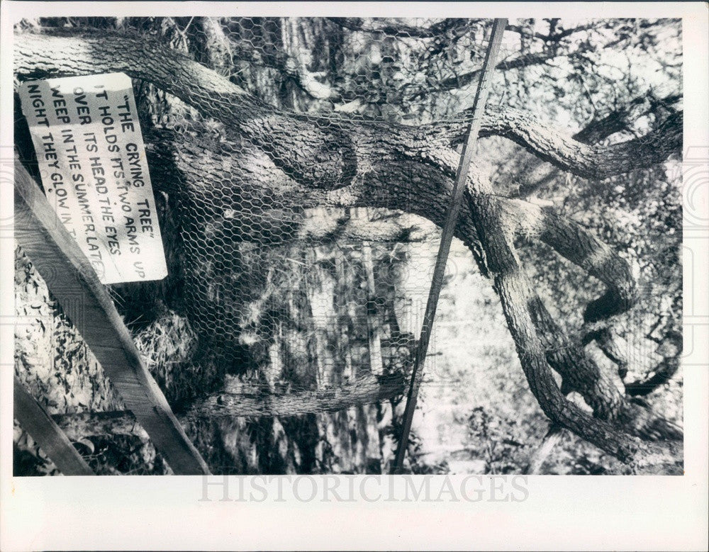 1973 Lecanto, Florida Garden of Eden Theatre Trail, Weeping Tree Press Photo - Historic Images