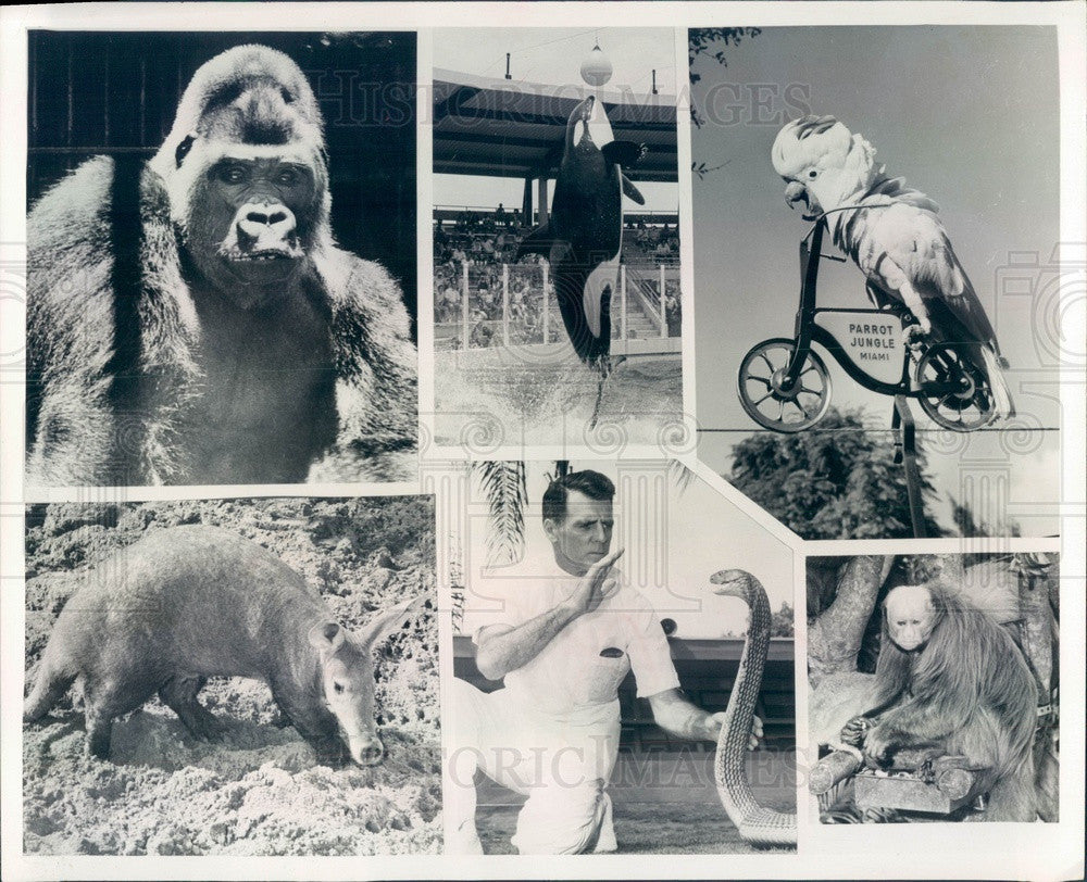 1972 Miami, Florida Crandon Park Zoo Animals Press Photo - Historic Images