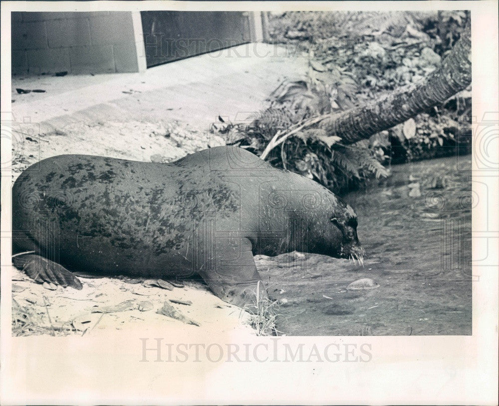 1977 Homosassa Springs, Florida Bull Sea Lion LB Press Photo - Historic Images