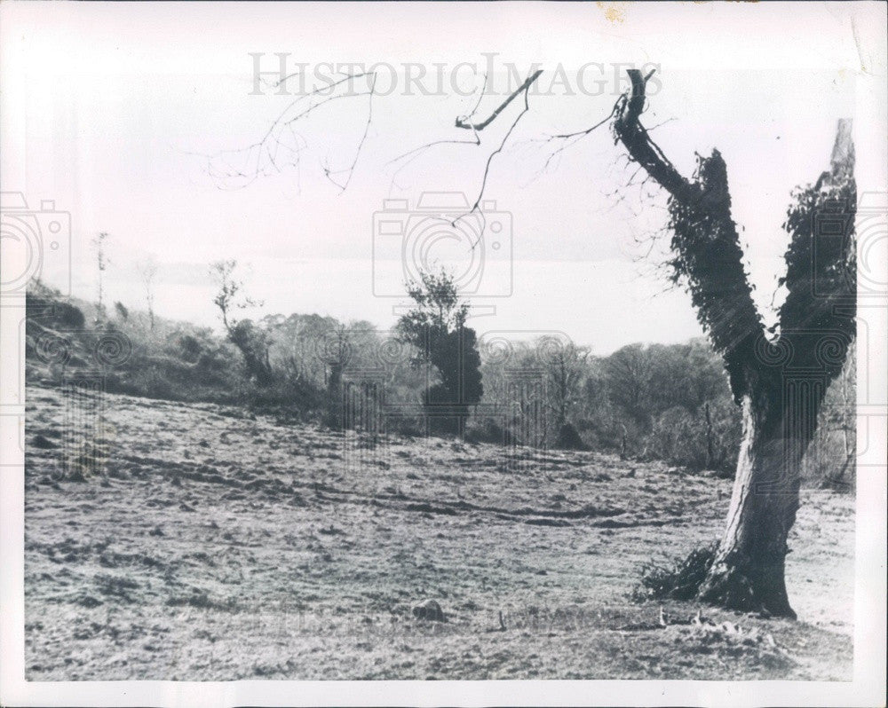 1955 Glengarriff, Ireland, Site of Castle Estate For Sale For $1 Press Photo - Historic Images