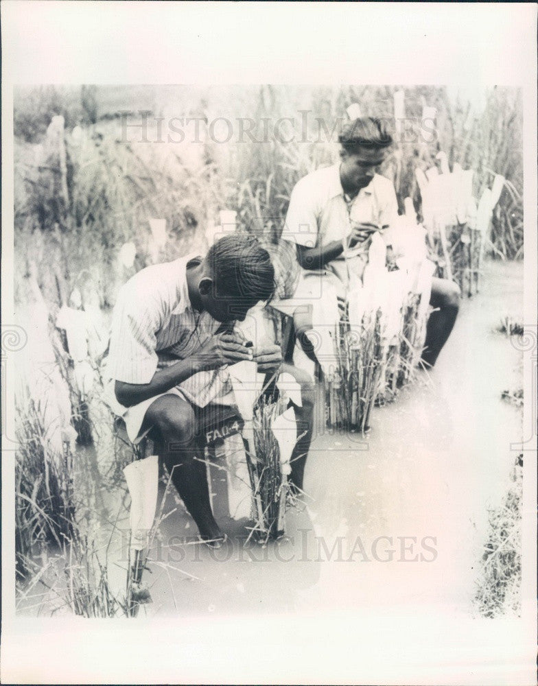 1965 Cuttack, Orissa, India Rice Hybrids Inspected, UN Food Press Photo - Historic Images