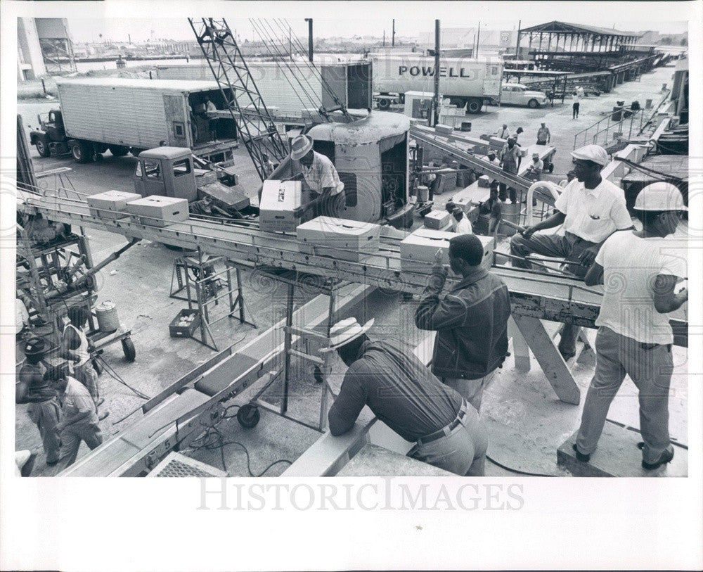 1967 St Petersburg, Florida Banana Industry Press Photo - Historic Images