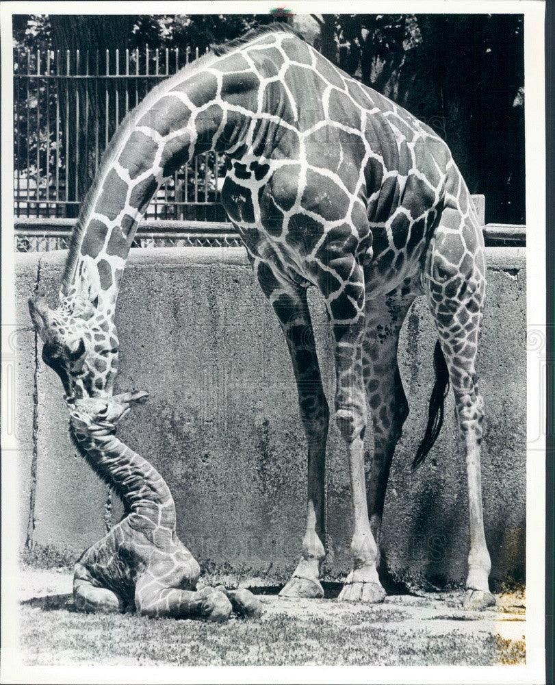 1988 Chicago, Illinois Brookfield Zoo Newborn Giraffe &amp; Mother Magic Press Photo - Historic Images
