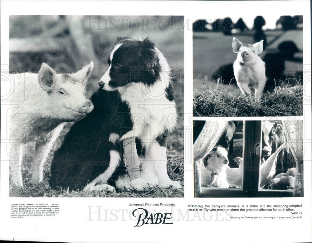 1995 Universal Pictures Moive Babe Press Photo - Historic Images