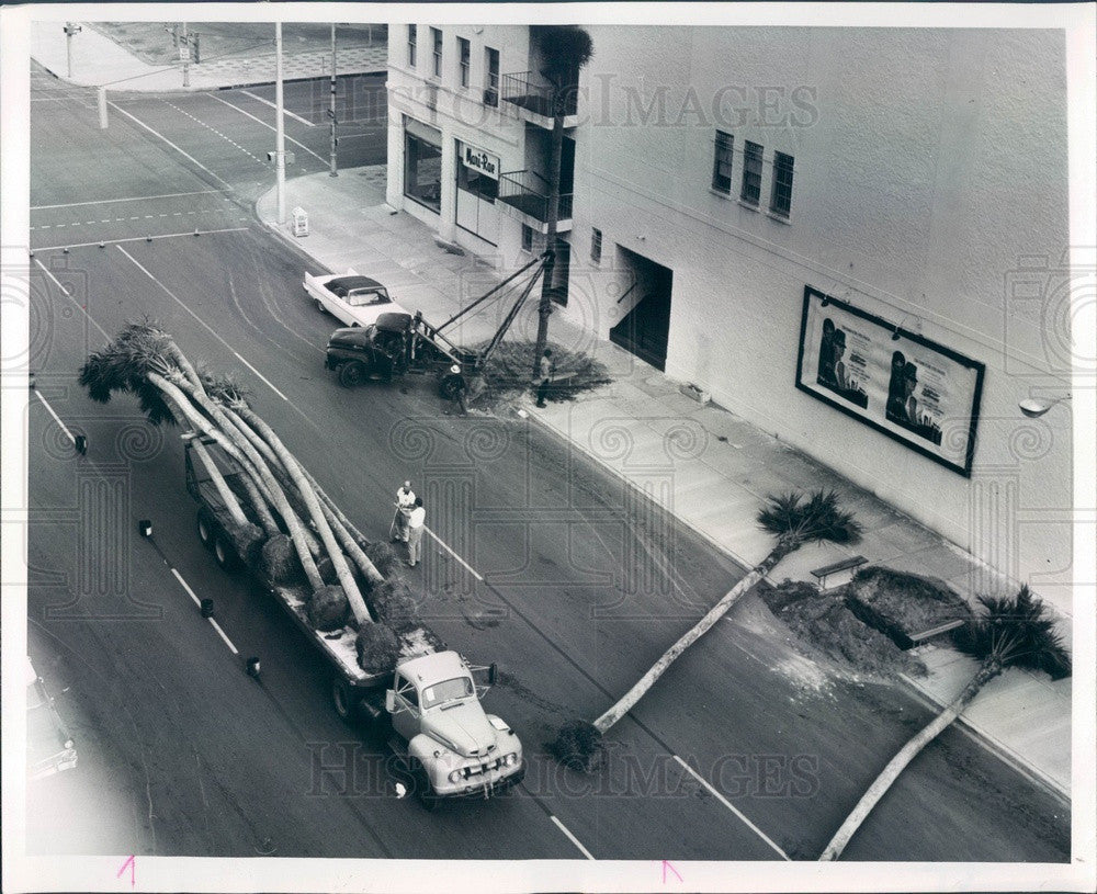 1964 St Petersburg, Florida Palm Trees Being Planted on 1st Ave S Press Photo - Historic Images