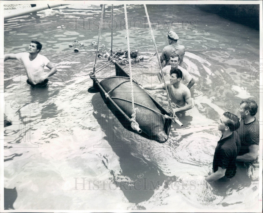 1965 Miami, Florida Seaquarium Manatee Hoisted From Its Tank Press Photo - Historic Images