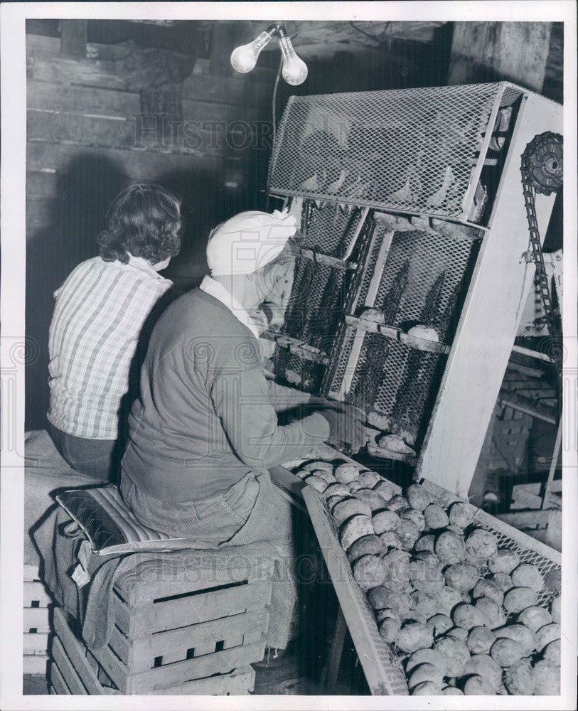 1955 McBride, MI Iva Braman &amp; Lillian Sabin Cutting Seed Potatoes Press Photo - Historic Images