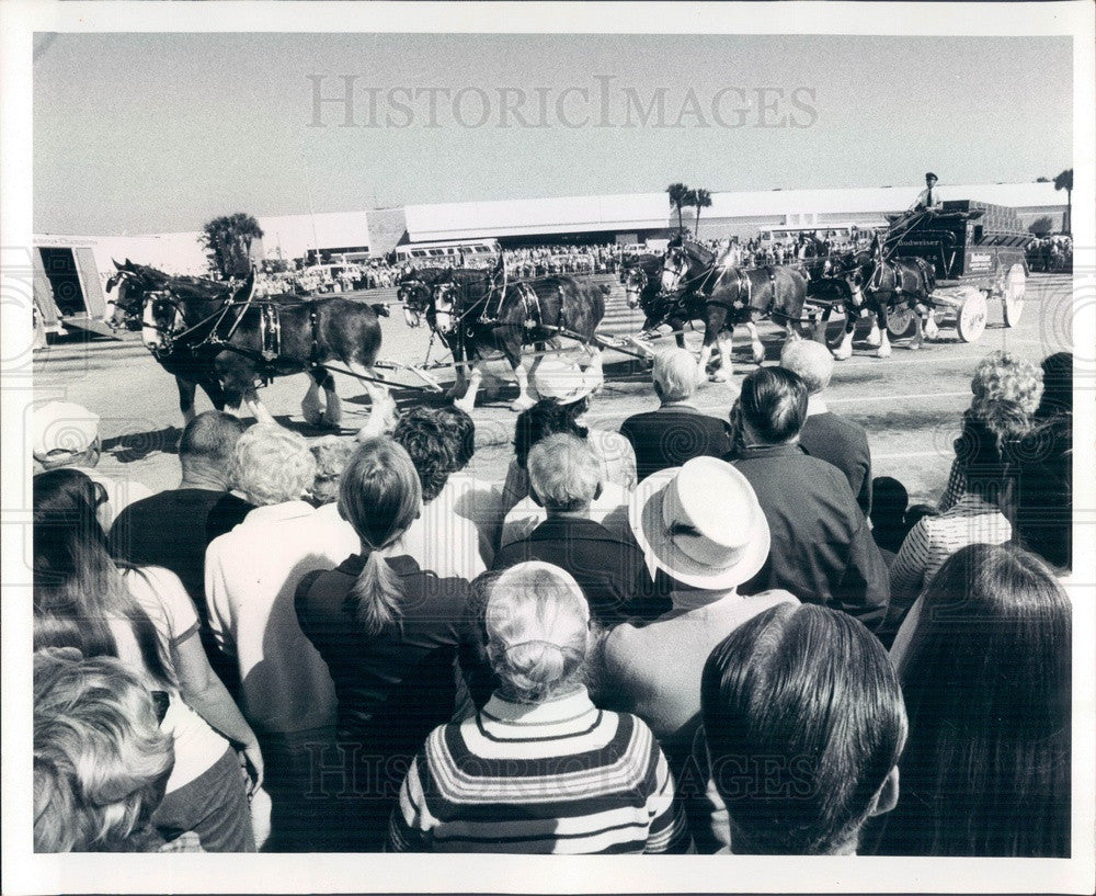 1976 Budweiser Clydesdales at St Petersburg, FL Tyrone Square Mall Press Photo - Historic Images
