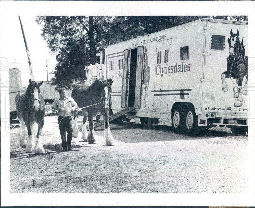 1983 Budweiser Clydesdales in Largo, Florida Press Photo - Historic Images