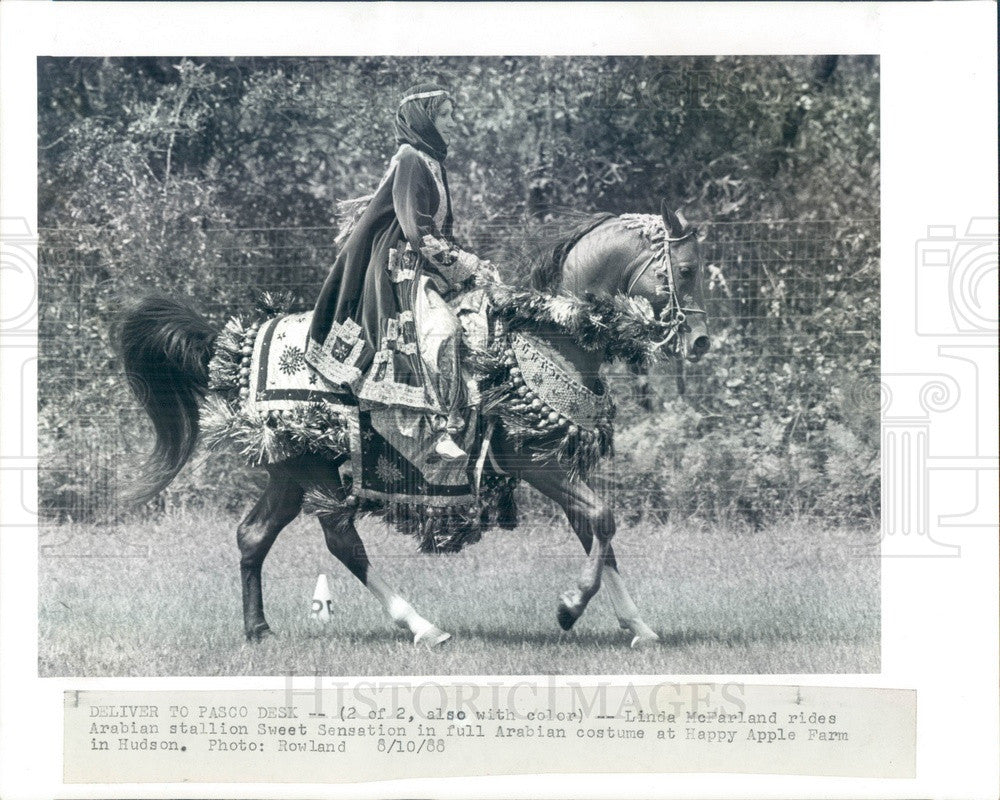 1988 Hudson, FL Costumed Arabian Stallion &amp; Rider Linda McFarland Press Photo - Historic Images
