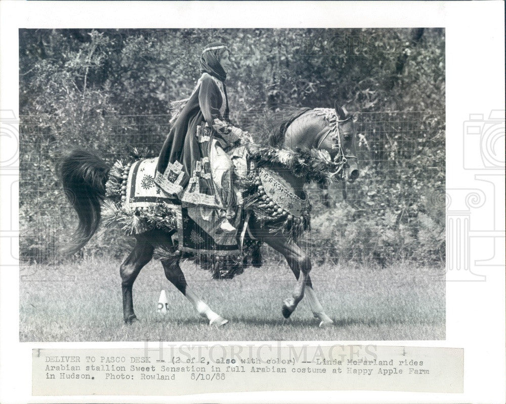 1988 Hudson, FL Costumed Arabian Stallion & Rider Linda McFarland Press Photo - Historic Images