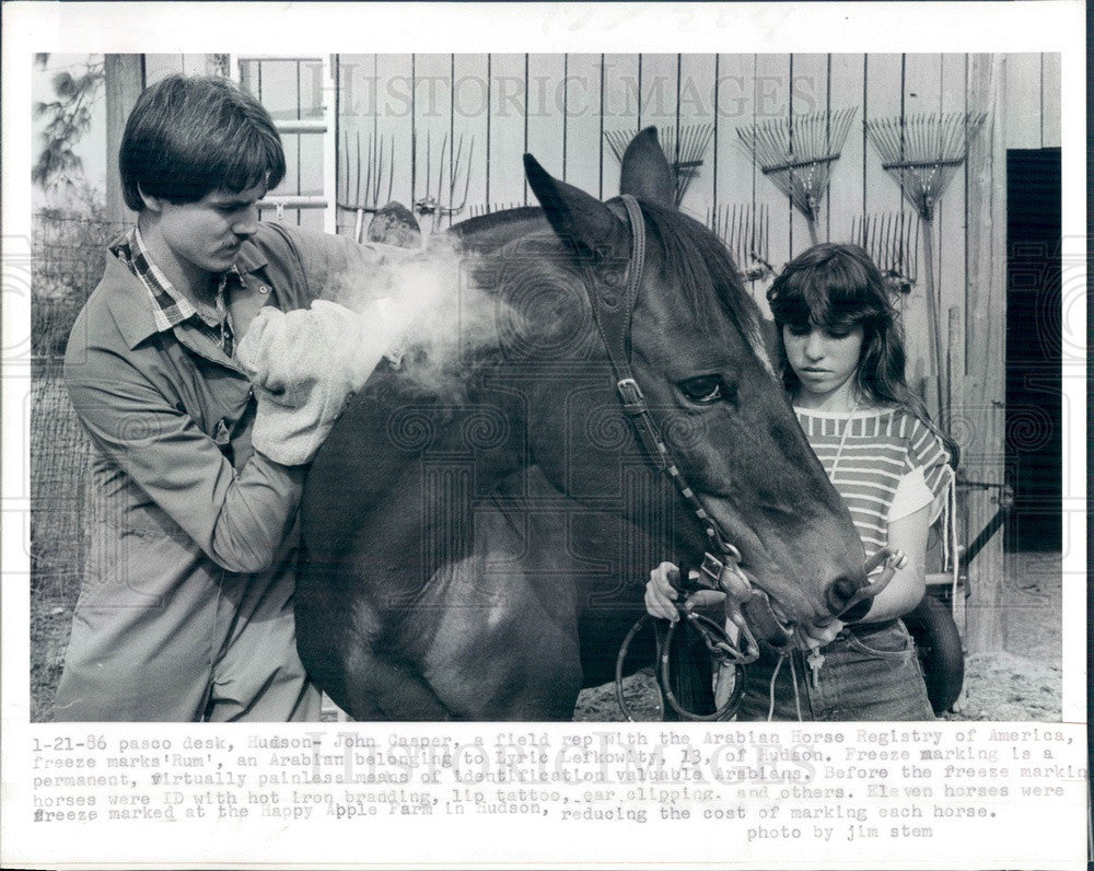 1986 Hudson, FL Arabian Stallion Being Freeze Marked by John Casper Press Photo - Historic Images