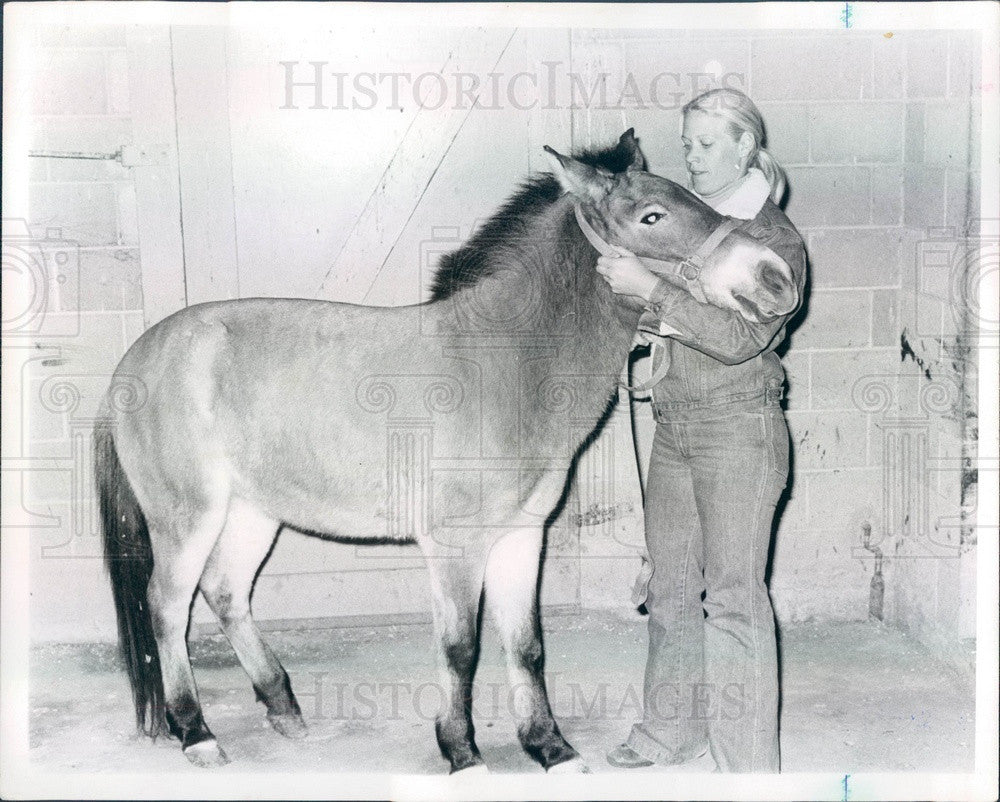 1982 Joan Embery of the San Diego Zoo with Przewalski Horse Press Photo - Historic Images