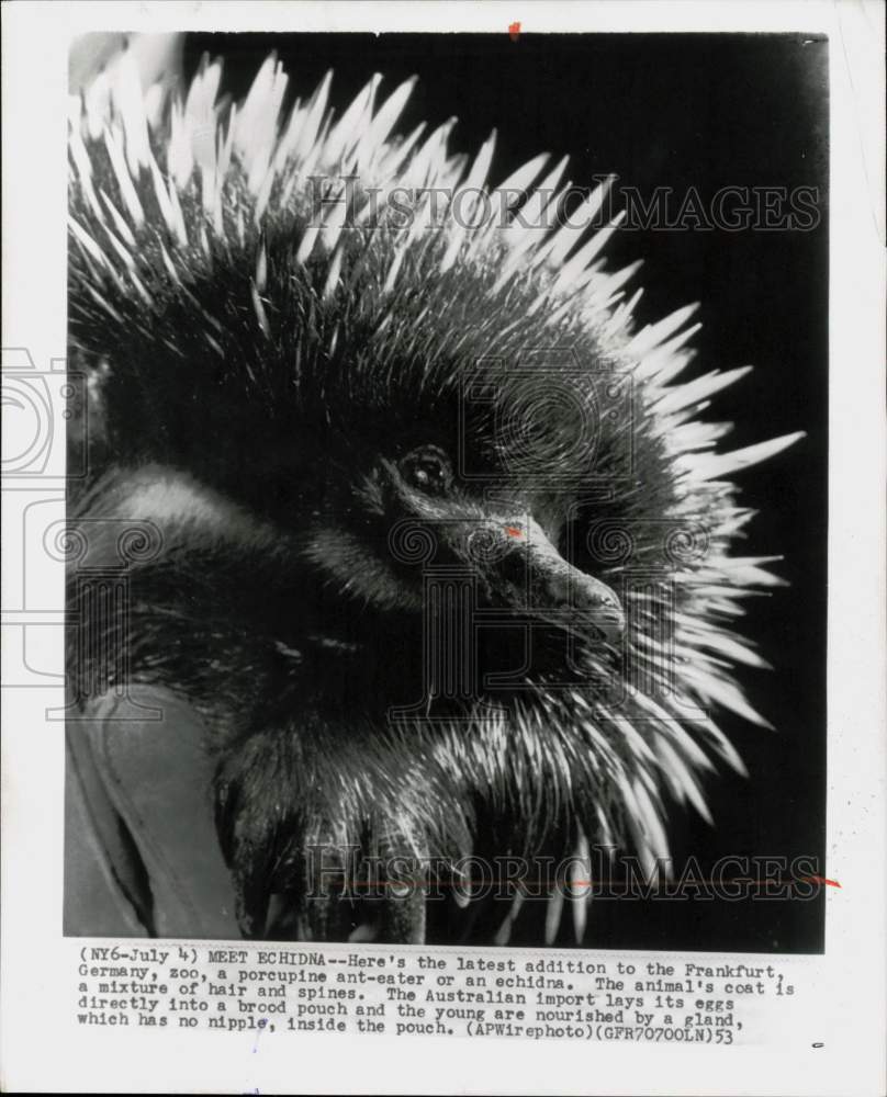 1953 Press Photo Echidna Born at Frankfurt Zoo, Germany - afa14454- Historic Images