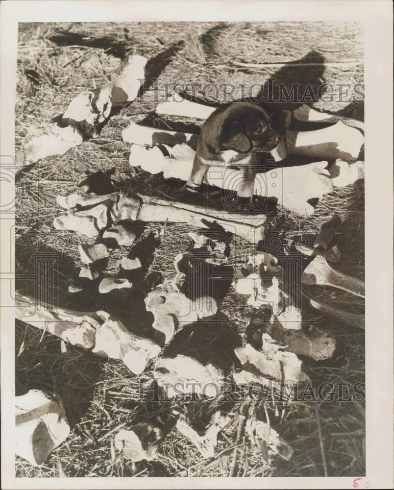 1965 Press Photo Puppy stands among bones found near a small creek - afa35388- Historic Images