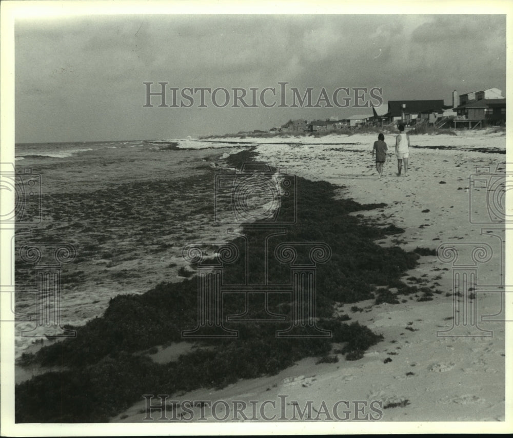 Saragassum weed litters Gulf Shores, Alabama beach - Historic Images