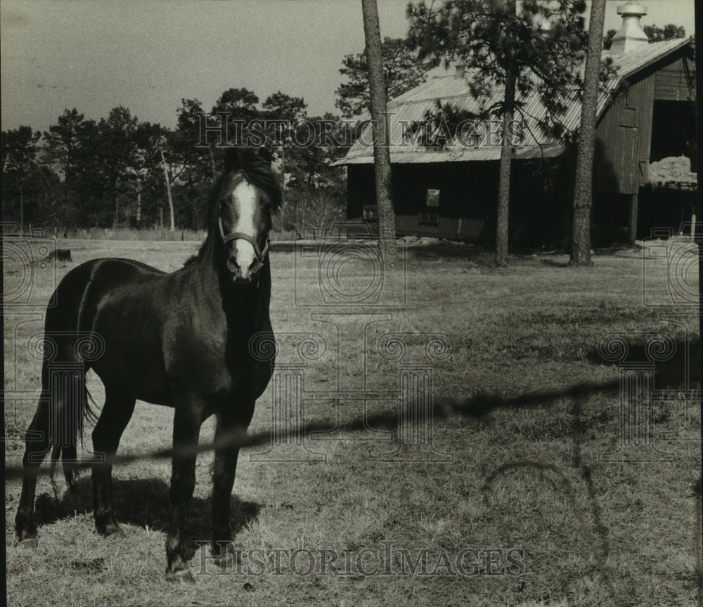 Press Photo A Morgan horse at Fountain Correctional Facility, Alabama- Historic Images