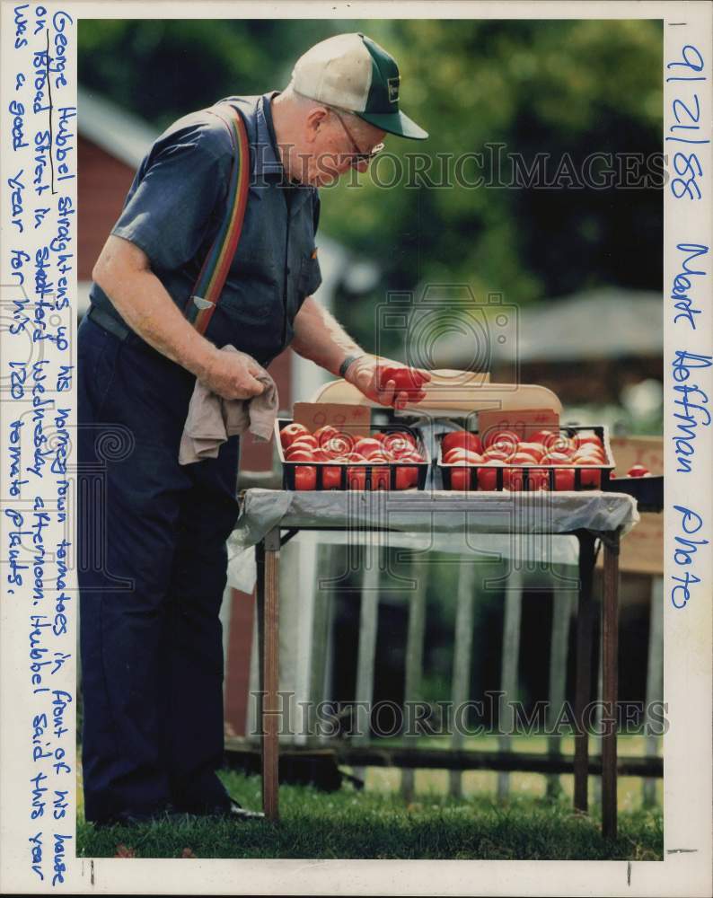 1988 Press Photo George Hubbel straightens tomato stand at his home in Stratford - Historic Images
