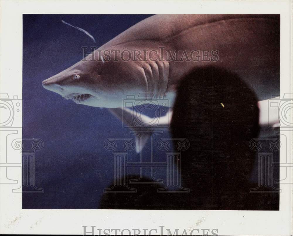 Press Photo A shark in an aquarium observed by visitors - ctca05622 - Historic Images