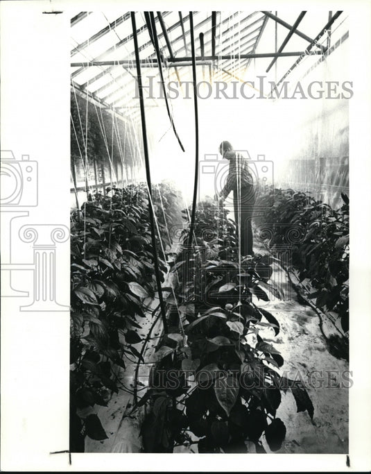 1987 Press Photo Richard Gerhart tends to his experimental peppers - Historic Images