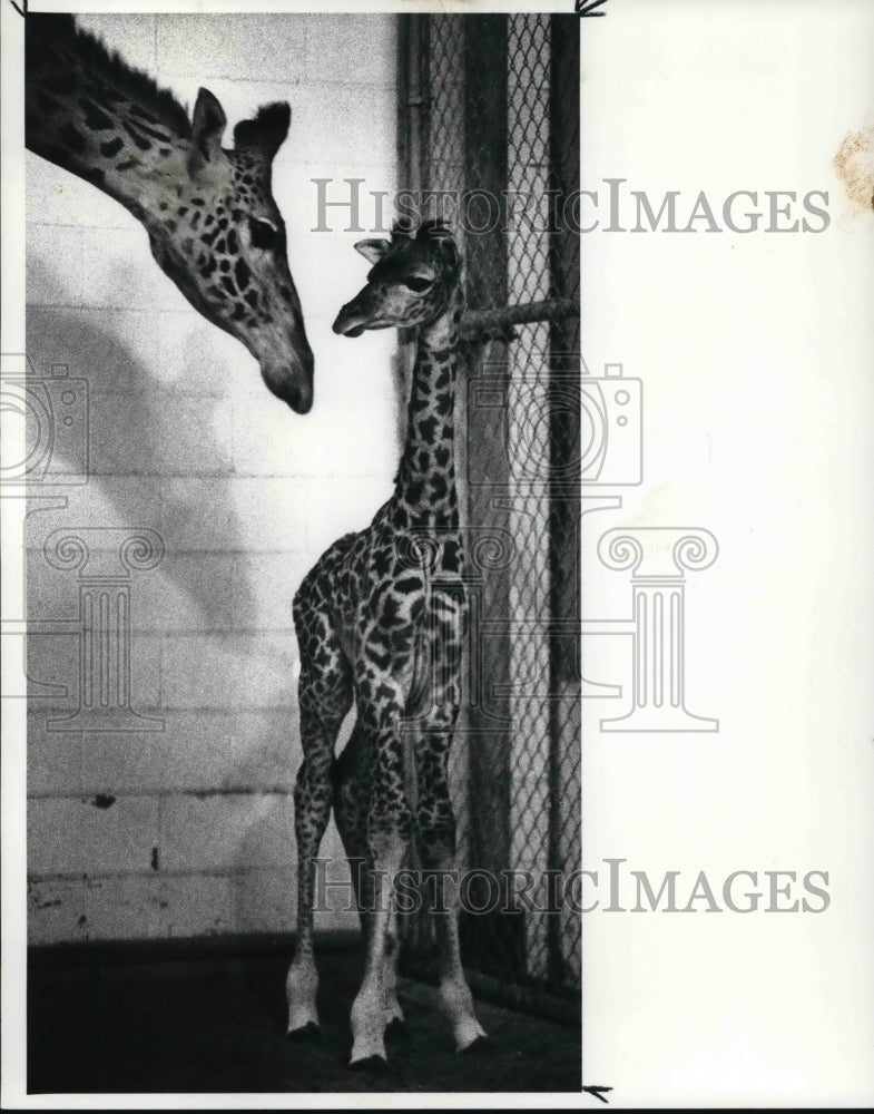 1989 Press Photo New born baby giraffe at the Cleveland Metro Park Zoo - Historic Images