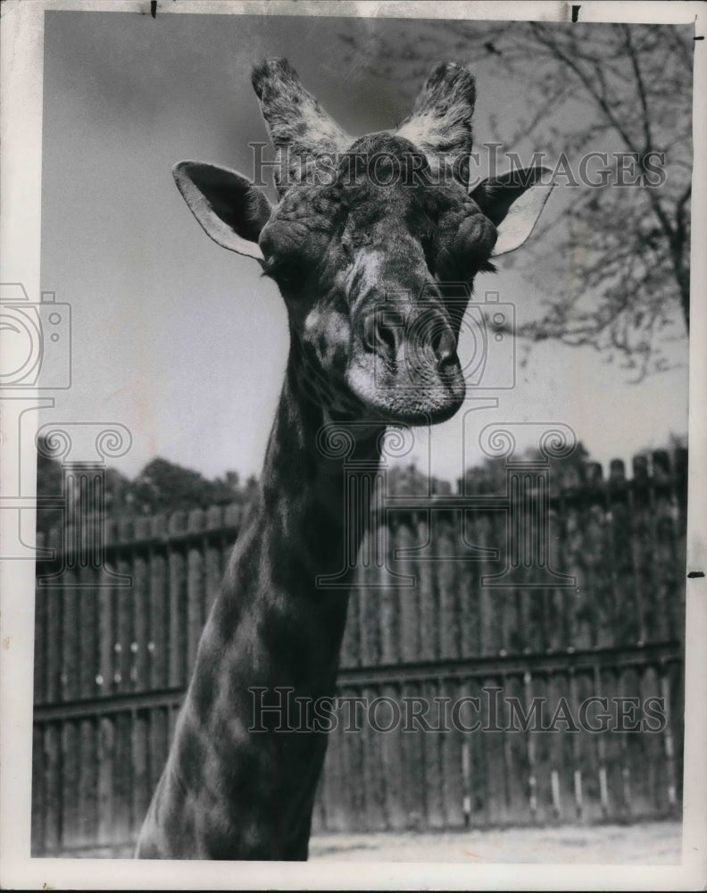 1971, Totem II the giraffe at the Cleveland Metro Park Zoo - Historic Images