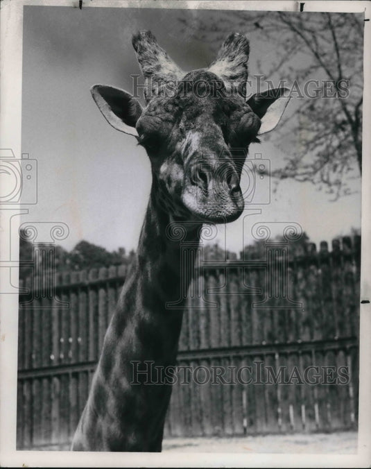 1971, Totem II the giraffe at the Cleveland Metro Park Zoo - Historic Images