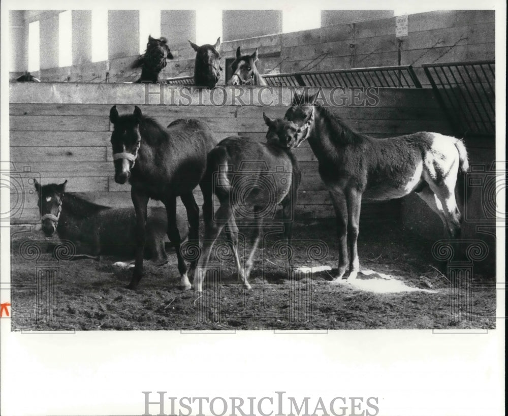 1981 Press Photo Arabian Colts in the Locust farm Kirkland - Historic Images