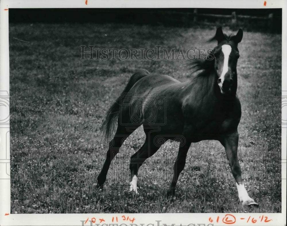 1978 Press Photo Arabian Horses at the Eighteen Forty Farm - Historic Images