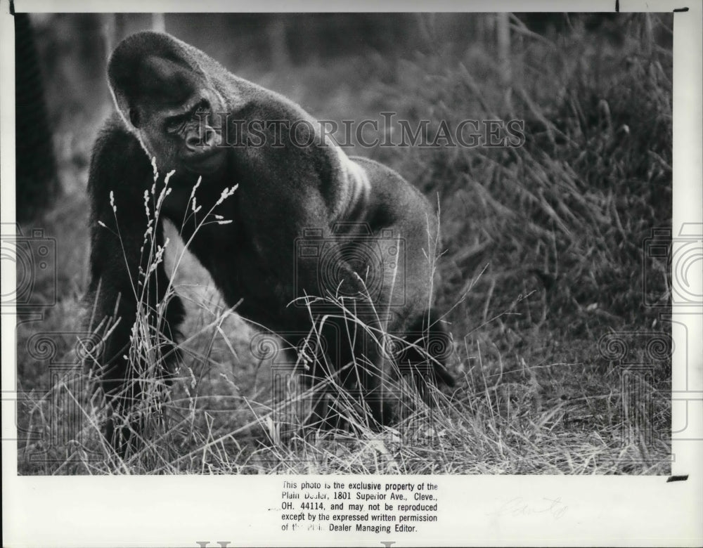 1988 Press Photo The gorilla in the new completed rainforest Atlanta Zoo - Historic Images