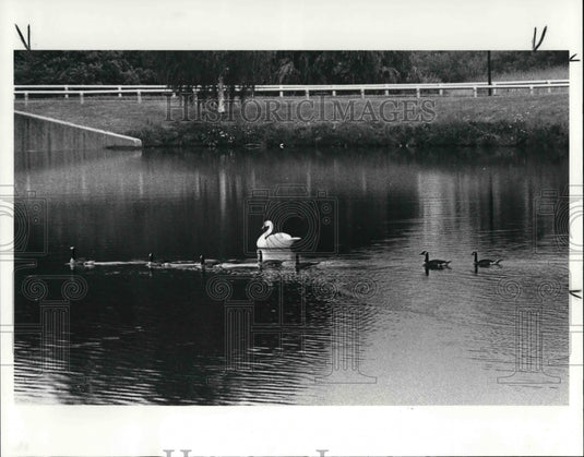 1986 Press Photo Swan Decoys and Geese on Lake at Ursuline College - Historic Images