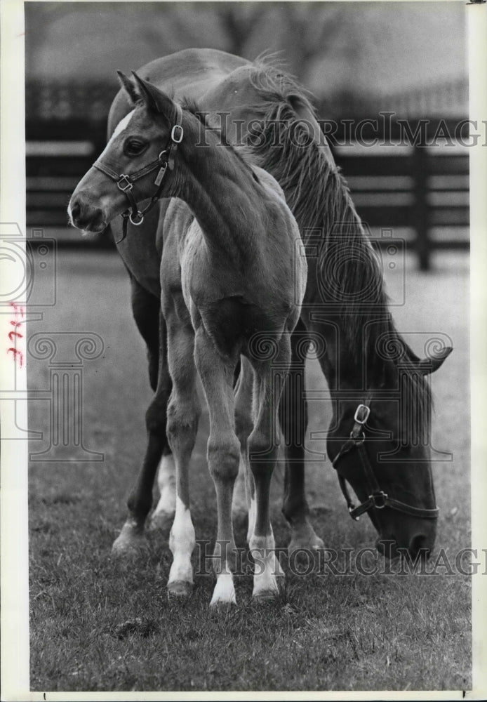 1985 Press Photo A mare grazes next to her foal at the Kinghaven Farm - Historic Images