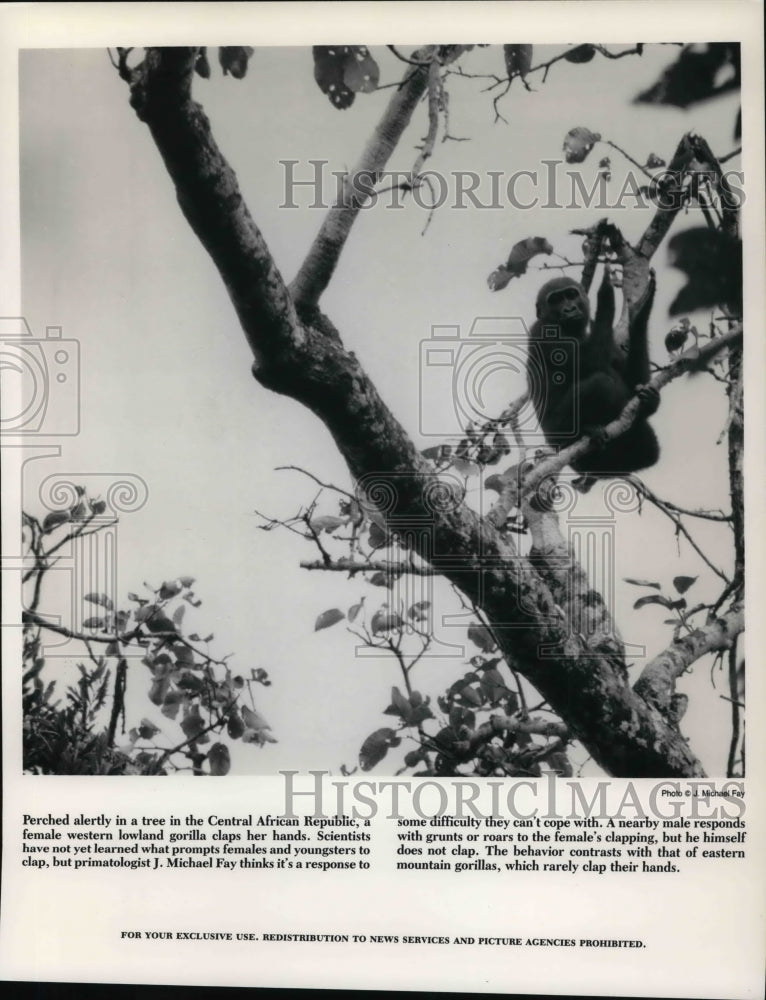 1989 Press Photo A female western gorilla - Historic Images