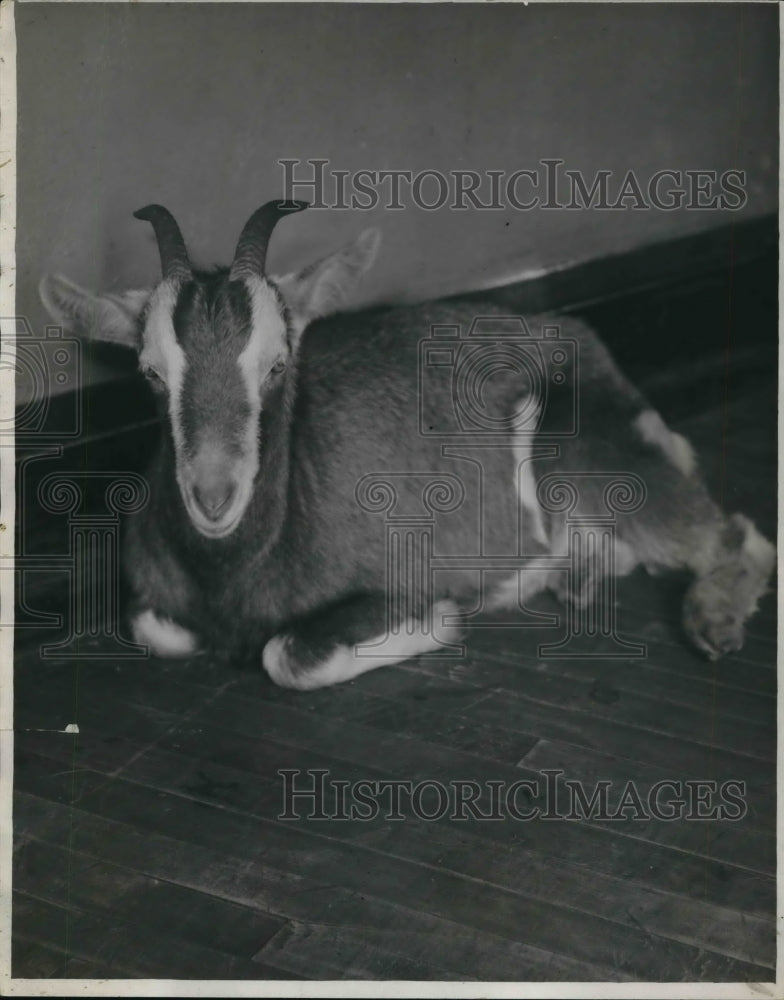 1932 Press Photo Goat being held - cva20992-Historic Images