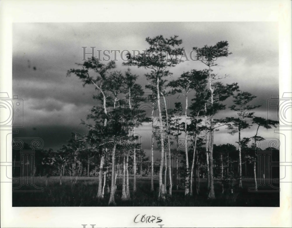 1980 Press Photo The big cypress at the National Preserve in Souther Florida - Historic Images