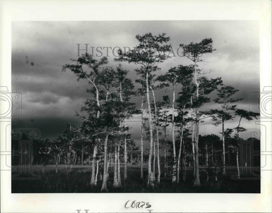 1980 Press Photo The big cypress at the National Preserve in Souther Florida - Historic Images