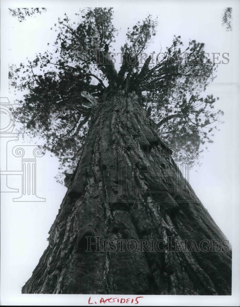 Press Photo Famous General Sherman Tree in Calif. Sequoia National Park. - Historic Images