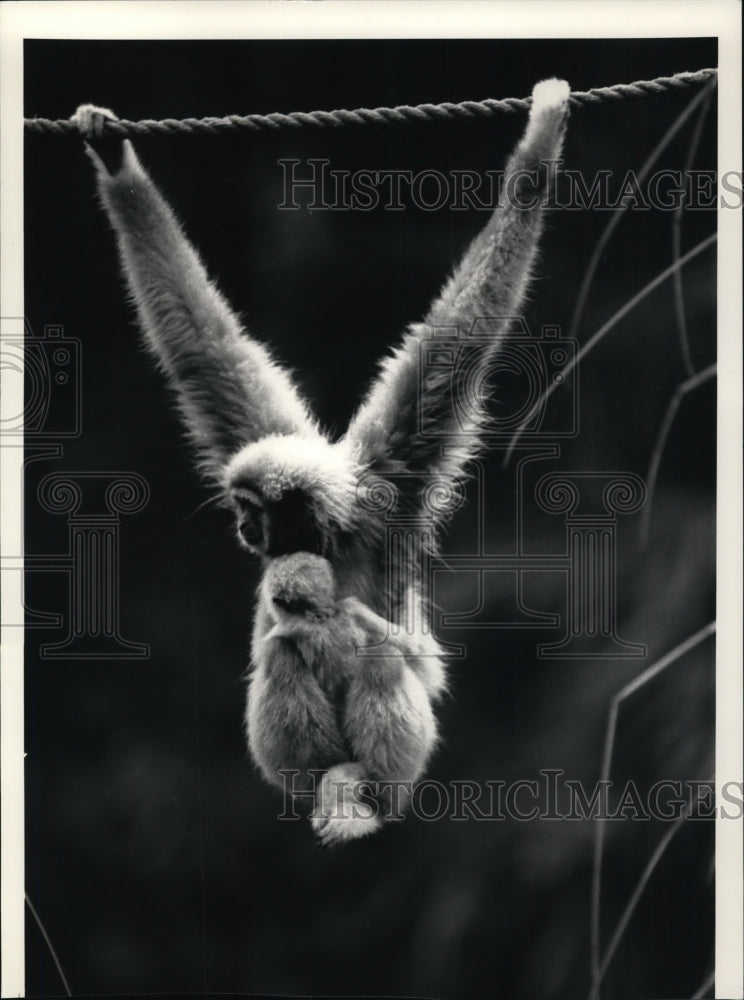 1986 Press Photo A Gibbon at the Silver Springs in Florida - Historic Images