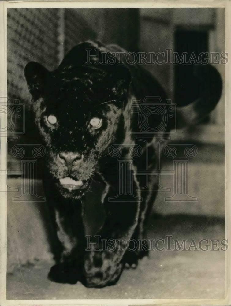 1936 Press Photo Beauty & primal savagery are in this jungle "Joe Louis" jaguar- Historic Images